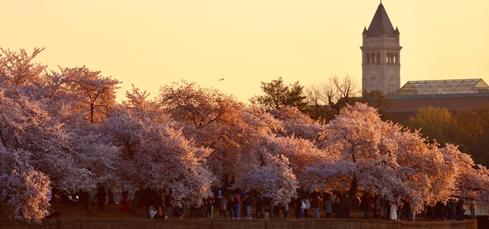 Cherry blossoms blanketing the Tidal Basin at golden hour, the Smithsonian Castle tower rising on the right.